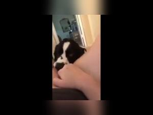 Dog Sex Videos: The Ultimate Taboo