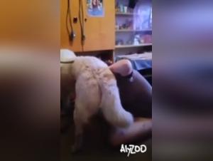 Wildhund Zucht Session