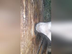 Unveiling Animal Desire: Exclusive Encounters