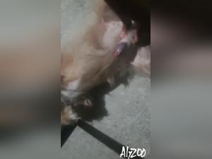 understanding uk law on beastiality and animal pornography