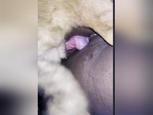 Eine wilde Erfahrung: Zoophilie mit einer schwarzen Frau