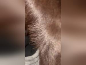 Bestiality Sex Video: Latina and her dog