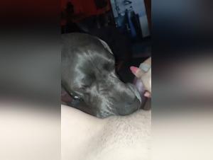 Salope baise chien, folie extrême