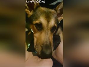 Hund leckt eine Fotze bis zum Äußersten