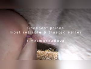 Unbreakable Bond: Yasmin and Her Canine Companion