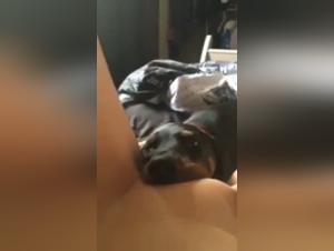 Sex with a Dog Video: A Bestial and Exciting Experience