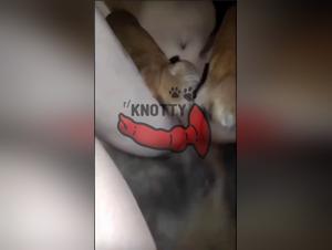 Primal Animal Encounters