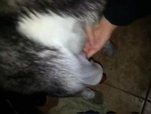 Puta sucmiendo a su perro