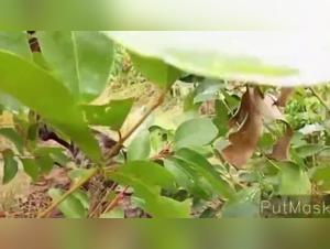 Bestiality sex videos: discover the pleasures of zoophilia