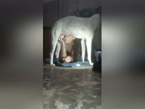 Ein junge Frau saugt ihren Hund zu Hause