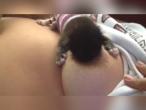 Bestiality: Cat in Action