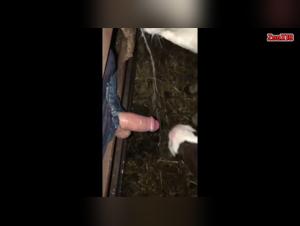 Beastly Play: Calf, Blowjob, And Release