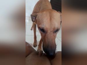 Bahianinha and his love for dogs