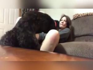 An Intimate Encounter with a Dog: A Unique Beastly Experience