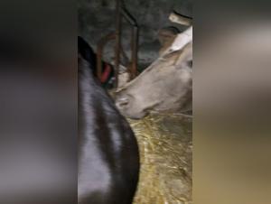 Salope baise chien vidéo XXX
