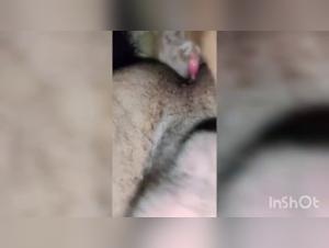 Bestiality sex video: a dog and a young man