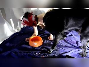 Bestiality: My dog   drinks my urine