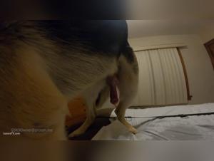 Bestial sex video with woman and dog
