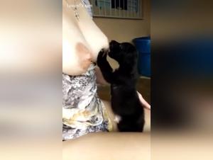 Feeding your dog: A shocking bestiality video