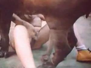 Dog Sex With My Pet Hamster and His Canine Companion