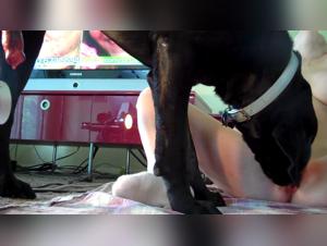 Slutes Playing with Their Dog and Opening Up for a Libertine Night