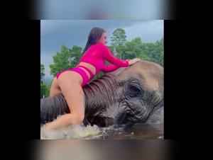 animaltube videos zoophilia