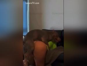 Lesbians with dogs S #11: Dog Whore, bitch begette dog whore s and sluts