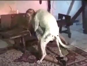 Woman and dog: a bestial passion