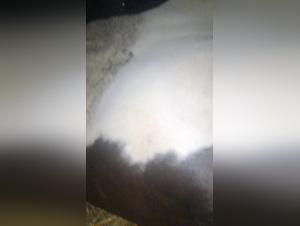 unveiling k9 porn secrets