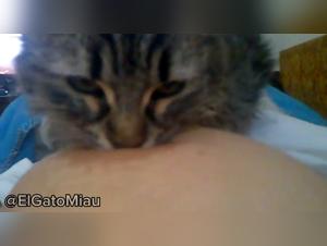 feline sensuality unleashed