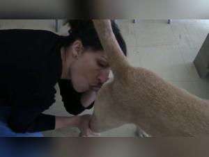 wild french dog sex
