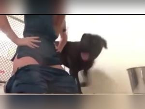 Veterinarian and his canine patient: a bestial encounter