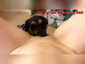 Dog eagerly licks woman's wet pussy in a close-up POV scene
