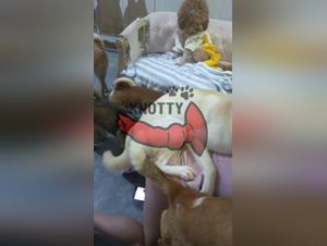 The Little Secrets of Loving with Japanese Dogs