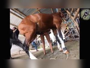 caballo desenfrenado