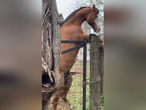 Navigating Zoophilia Laws & Content