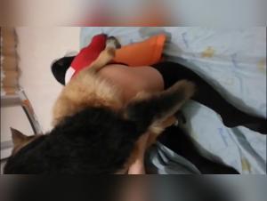 Sex with a Dog Video: A Forbidden Experience