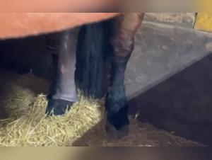 Horse Excited and Ready for Action