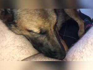 hundlust: bitch verführt ihren hund