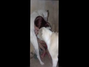 Bestiality sex video: chupada with a dog