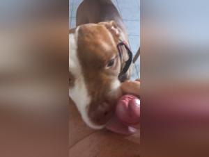 l'orgasme animal : lick salope chien
