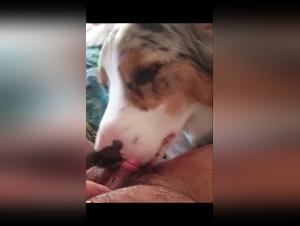 The Zoo Sex Workers and Their Dogs: A Story of Intense Love