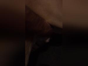 Naughty dog   in bestiality video