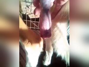 An Intense Sexual Encounter: Man and Dog