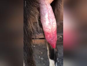 Bestiality: Man and Dog - An Extreme Sexual Encounter