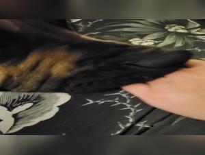 Bestial Encounter: Dog and Woman