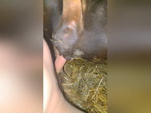 Deciphering Zoophilia: Insights & Perspectives