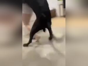 A Bestial Experience with a Dog