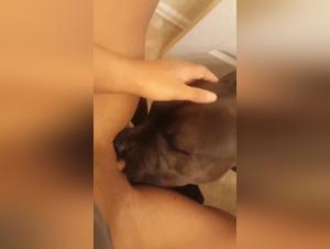 lambdas sauvages : baise canine extrême