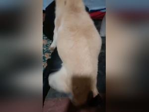 Bestiality: a woman and her dog in a forbidden relationship